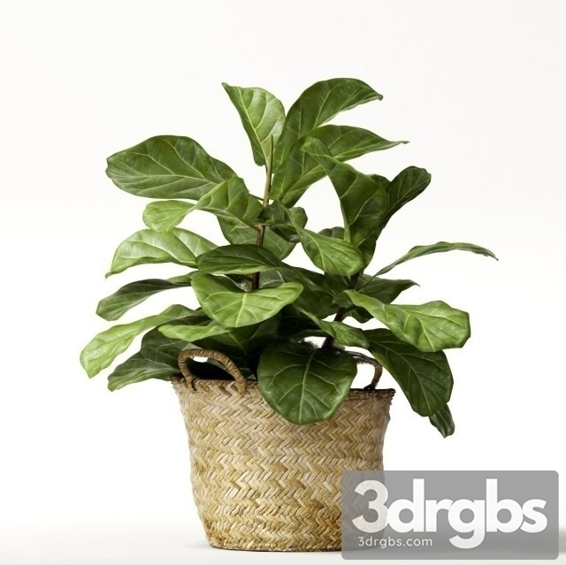 Ficus Lyrata Min 3dsmax Download - thumbnail 1