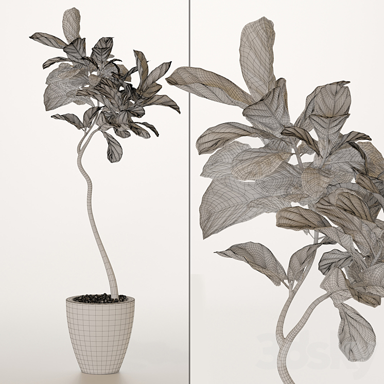 ficus lyrata No. 3 3DS Max - thumbnail 2