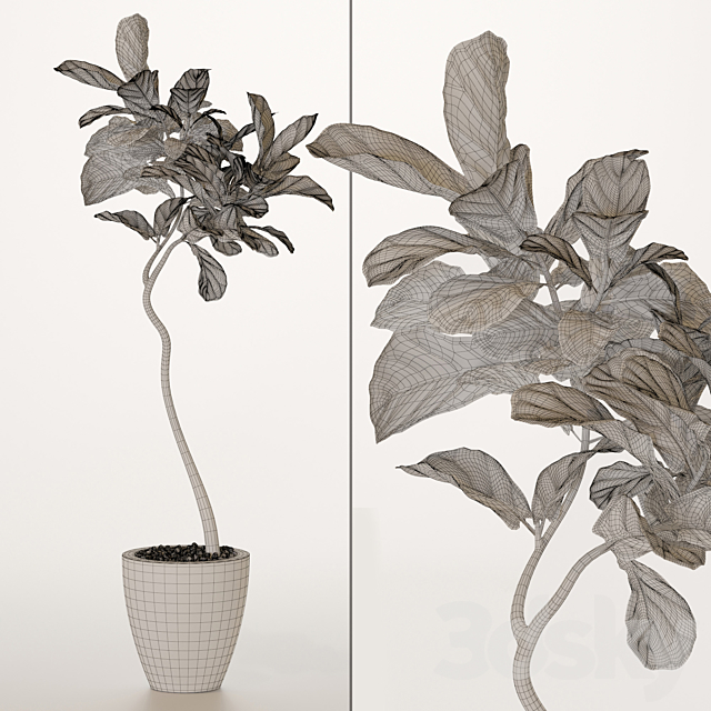 ficus lyrata No. 3 3DSMax File - thumbnail 2