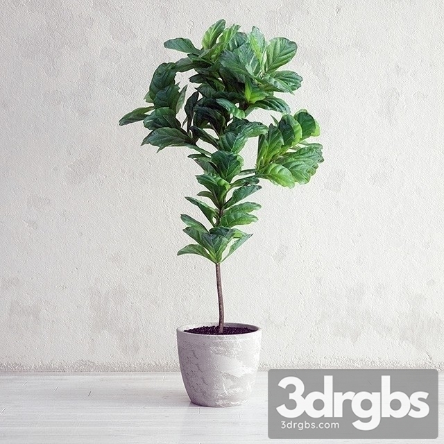 Ficus Lyrata Plant 3dsmax Download - thumbnail 1