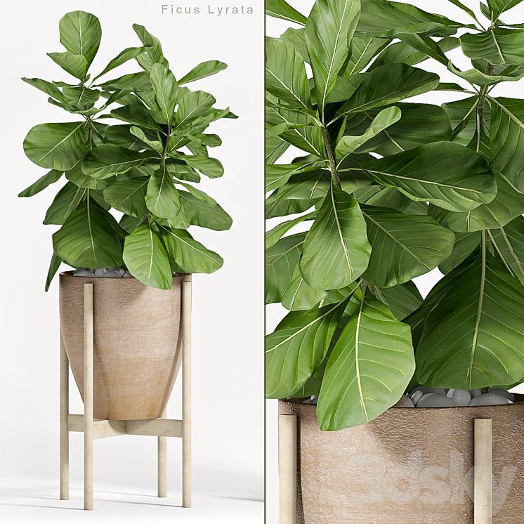 Ficus Lyrata (Plant 82) 3DS Max - thumbnail 1