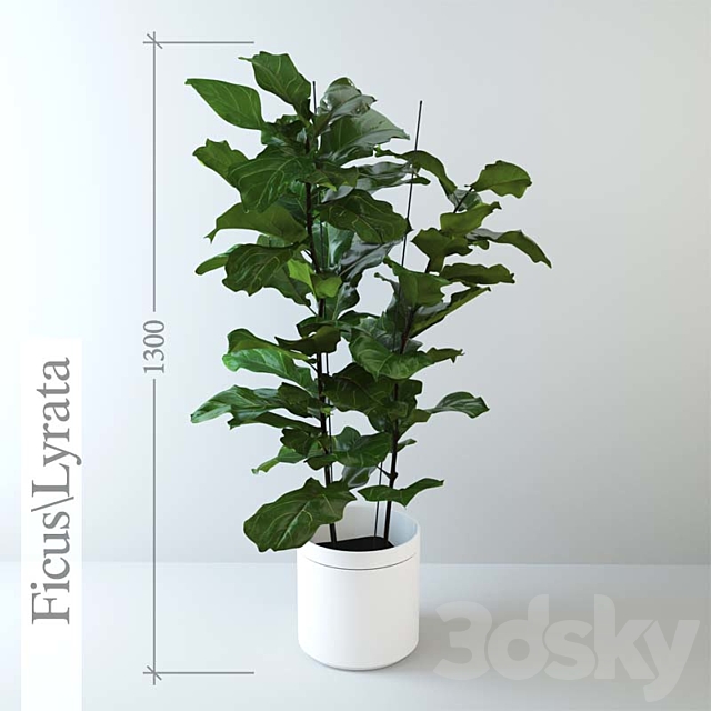 Ficus \\ lyrate 3DSMax File - thumbnail 1