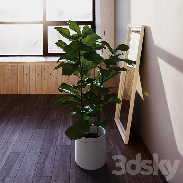 Ficus \\ lyrate 3DSMax File - thumbnail 2