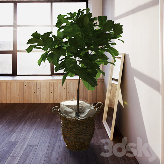 Ficus \\ lyrate 3DSMax File - thumbnail 2