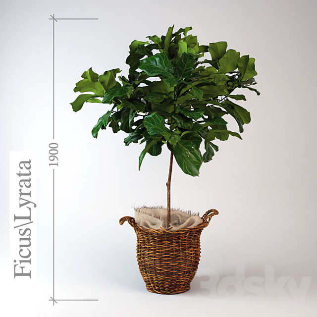 Ficus \\ lyrate 3DSMax File - thumbnail 1