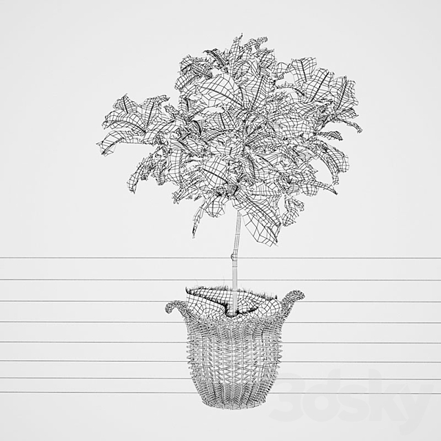 Ficus \\ lyrate 3DSMax File - thumbnail 3