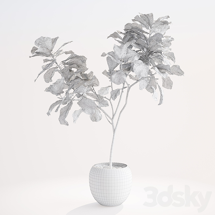 Ficus lyre 1 3DS Max - thumbnail 2