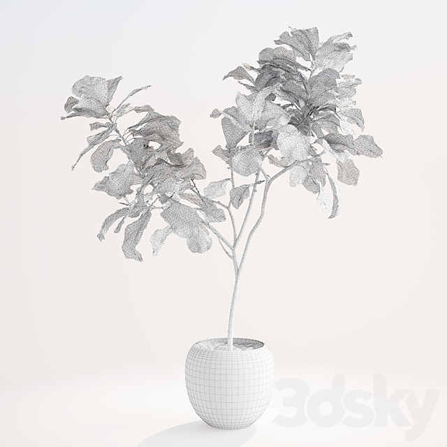 Ficus lyre 1 3DSMax File - thumbnail 2