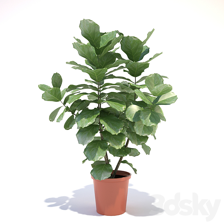 Ficus lyre 3DS Max - thumbnail 1