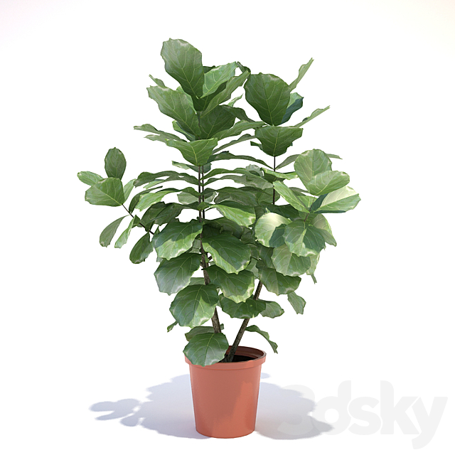 Ficus lyre 3DSMax File - thumbnail 1