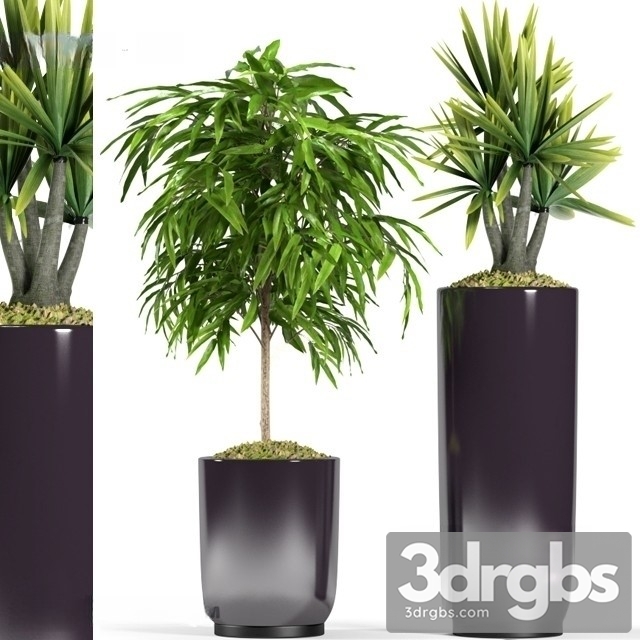 Ficus Maclellandii 3dsmax Download - thumbnail 1