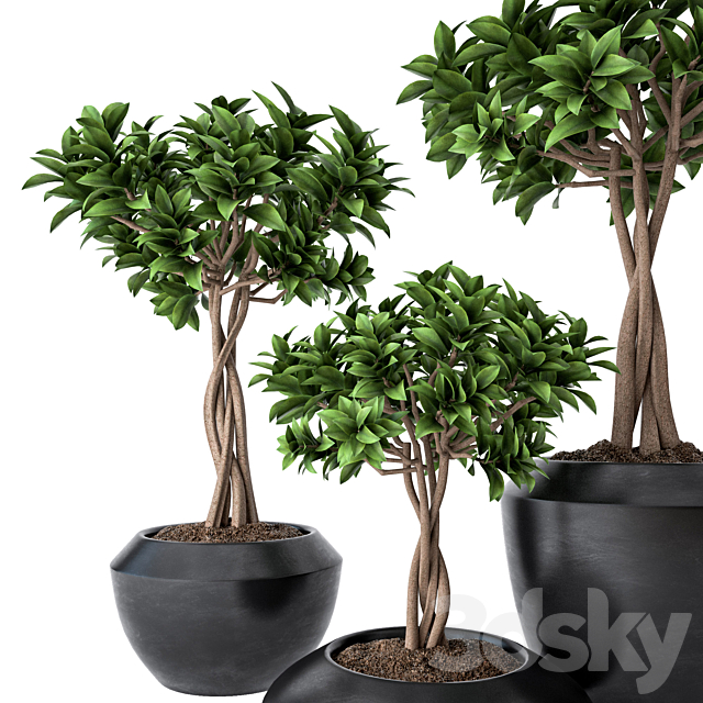 Ficus Microcarpa 2 3DS Max Model - thumbnail 2