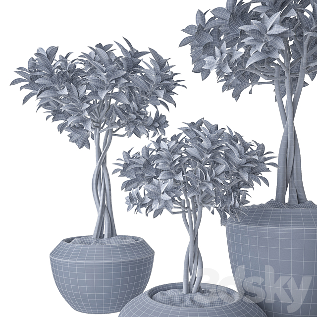 Ficus Microcarpa 2 3DS Max Model - thumbnail 3