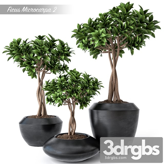 Ficus Microcarpa 2 3dsmax Download - thumbnail 1