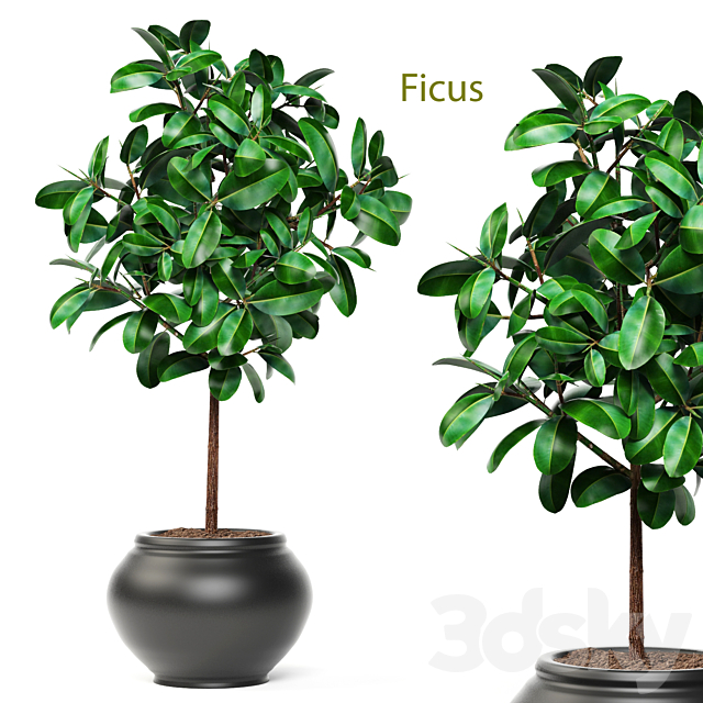 Ficus. ornamental tree. ficus. elastica. pink pot. flowerpot. interior. ficus abidjan 3DSMax File - thumbnail 1