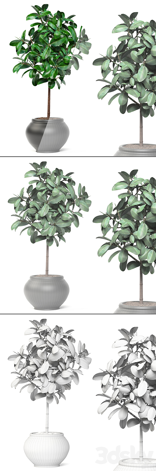 Ficus. ornamental tree. ficus. elastica. pink pot. flowerpot. interior. ficus abidjan 3DSMax File - thumbnail 3