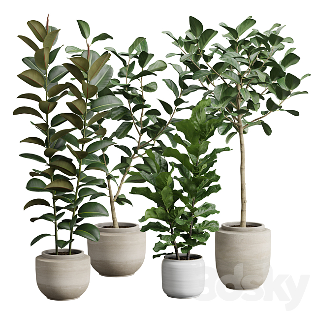 Ficus Pack 3ds Max - thumbnail 1