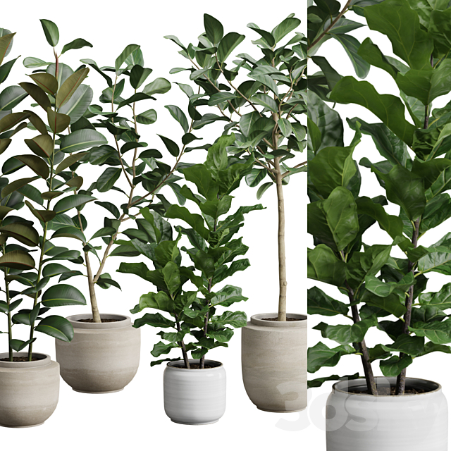 Ficus Pack 3ds Max - thumbnail 2