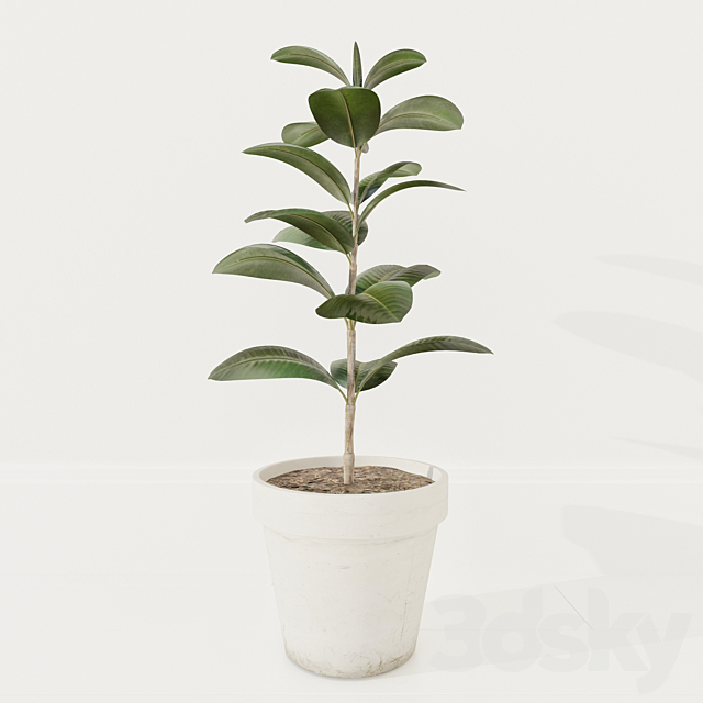 Ficus plant 3DSMax File - thumbnail 1