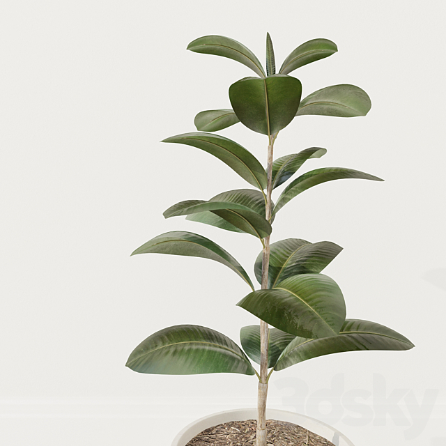 Ficus plant 3DSMax File - thumbnail 2