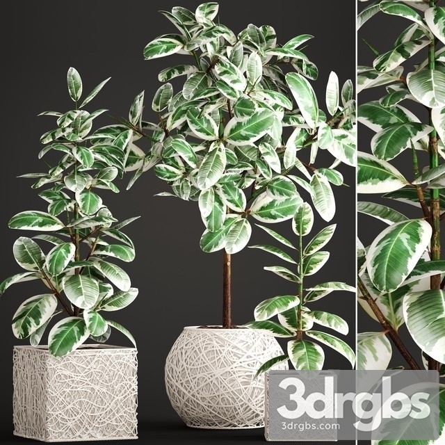 Ficus Robusta 3dsmax Download - thumbnail 1