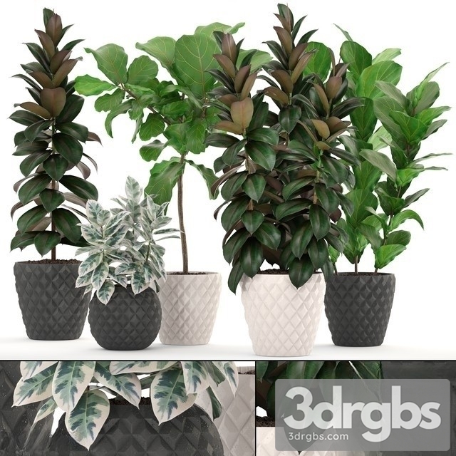 Ficus Set 1204 3dsmax Download - thumbnail 1