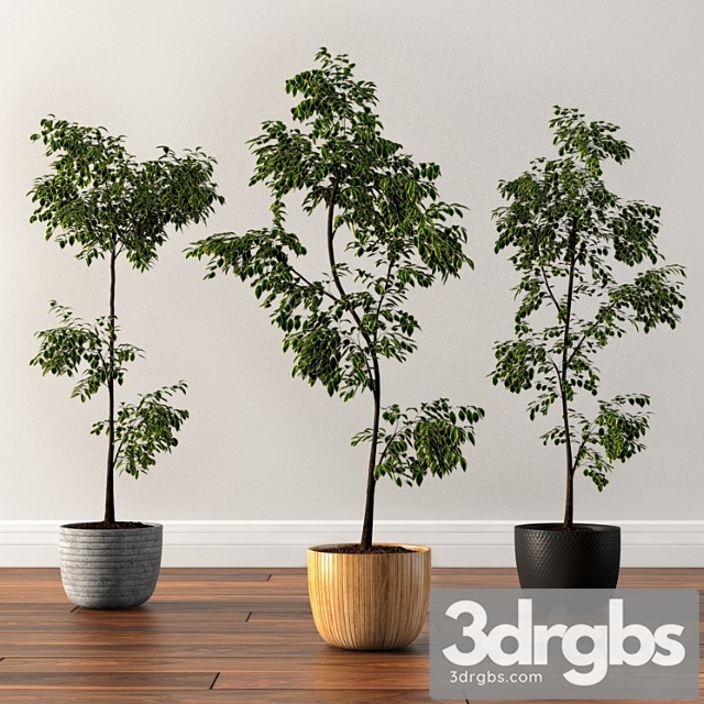 Ficus Silk Tree 3dsmax Download - thumbnail 1