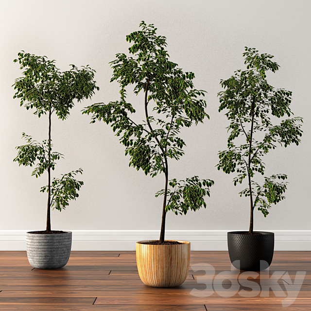 Ficus Silk Tree 3DSMax File - thumbnail 1