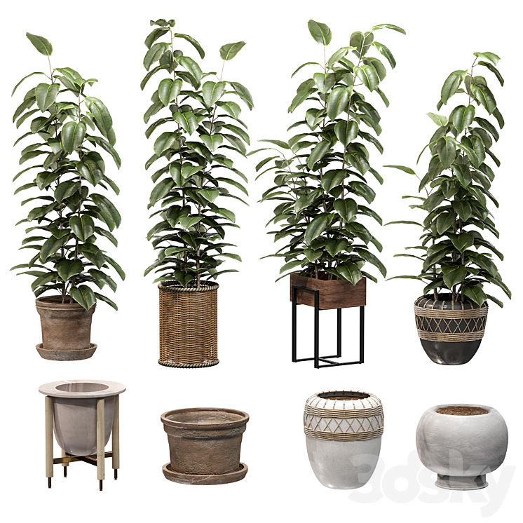 Ficuses in pots 3DS Max Model - thumbnail 1