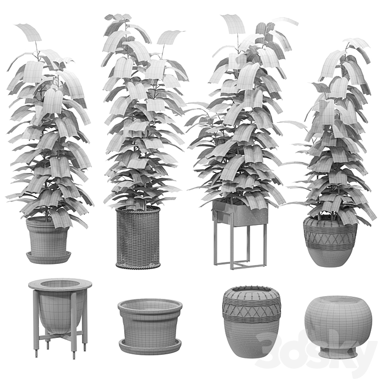 Ficuses in pots 3DS Max Model - thumbnail 2