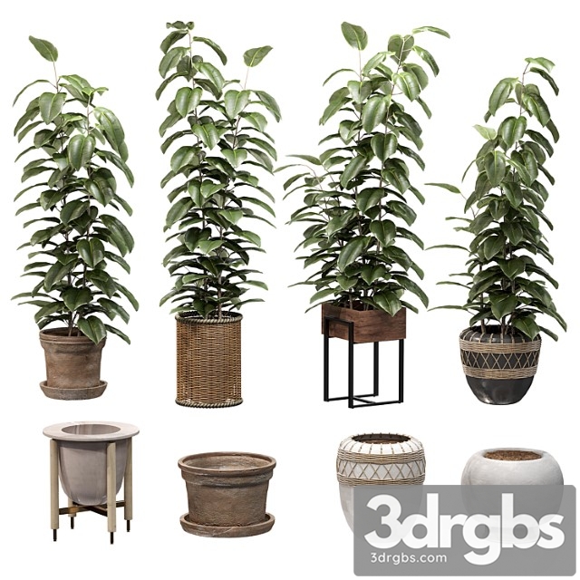 Ficuses In Pots 3dsmax Download - thumbnail 1