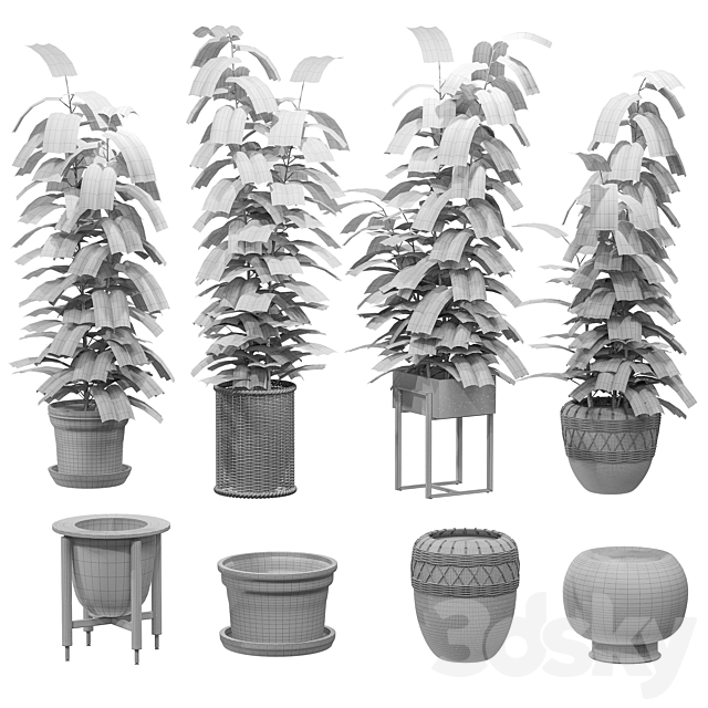 Ficuses in pots 3DSMax File - thumbnail 2