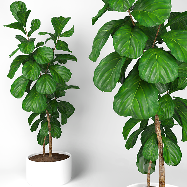 Fiddle leaf fig tree 3 3DSMax File - thumbnail 1