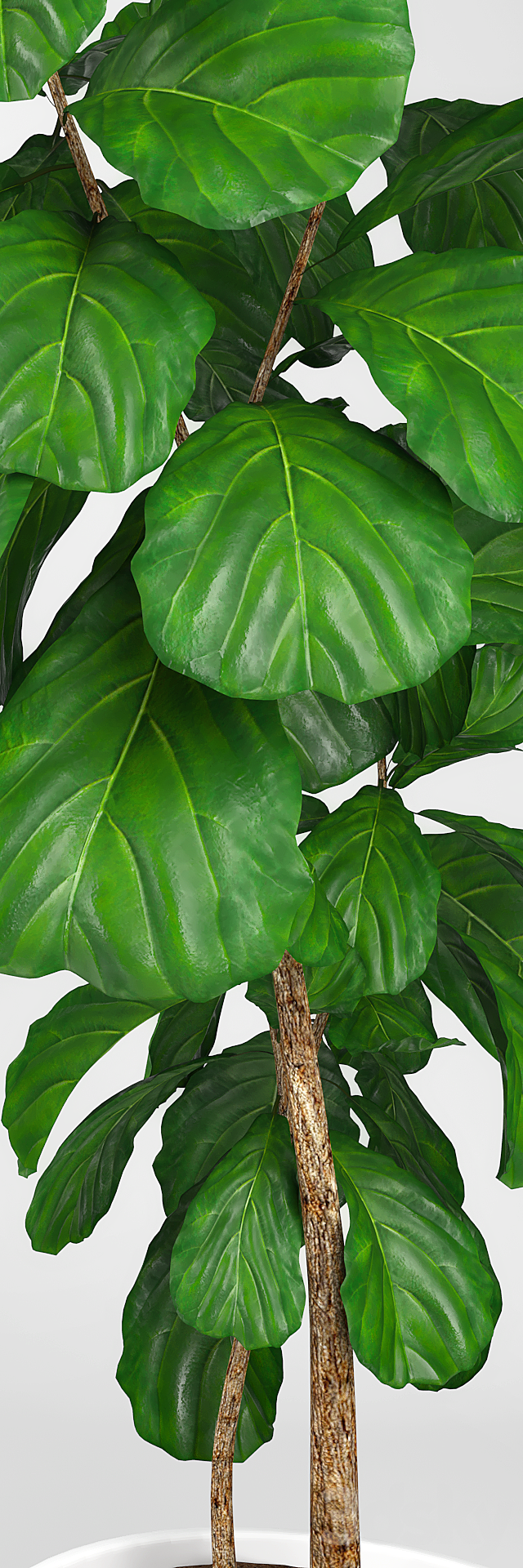 Fiddle leaf fig tree 3 3DSMax File - thumbnail 2