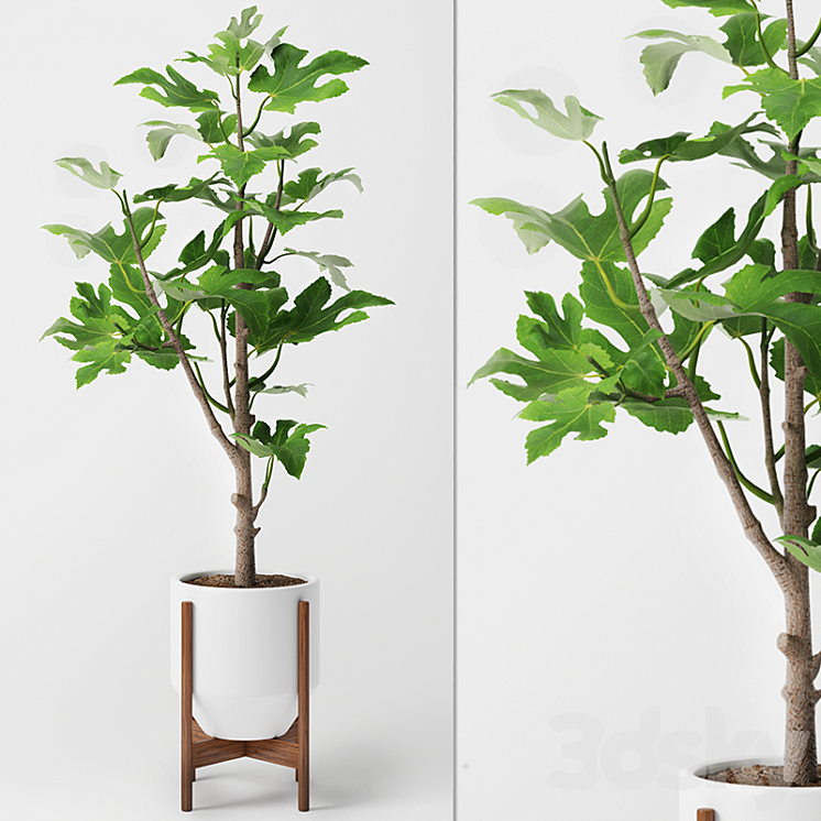 Fig Plant 2 3DS Max - thumbnail 1