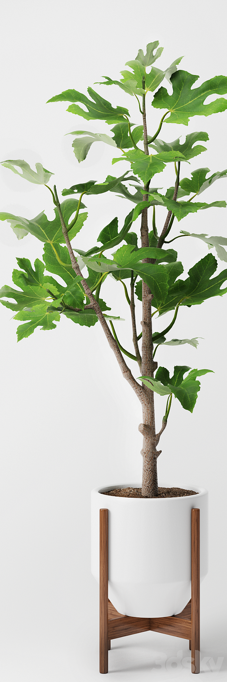 Fig Plant 2 3DS Max - thumbnail 2