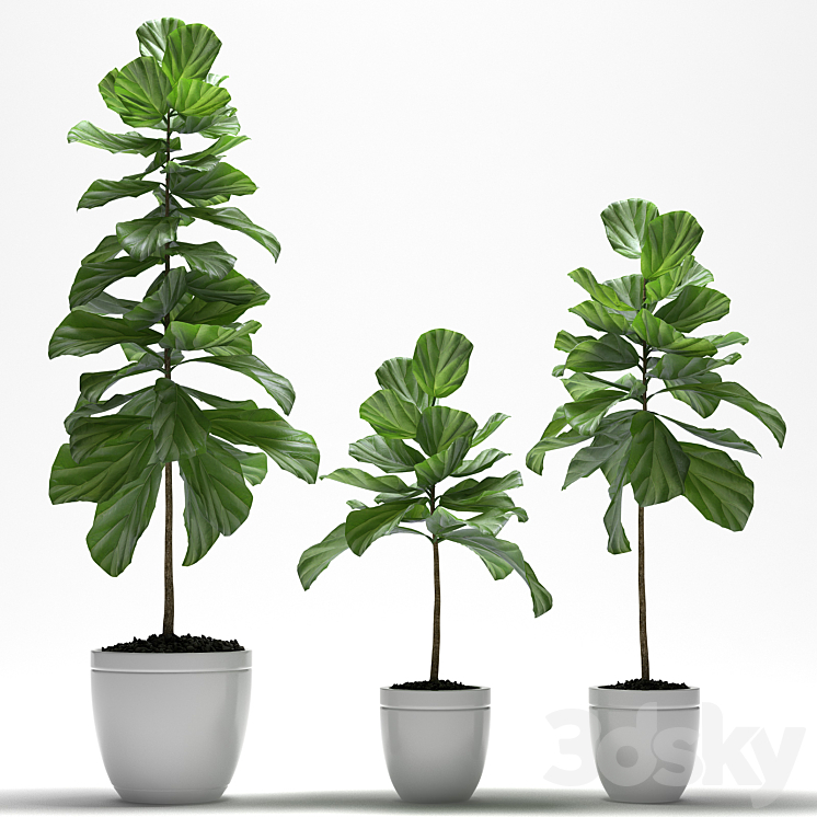 FIG PLANTS 3DS Max - thumbnail 1