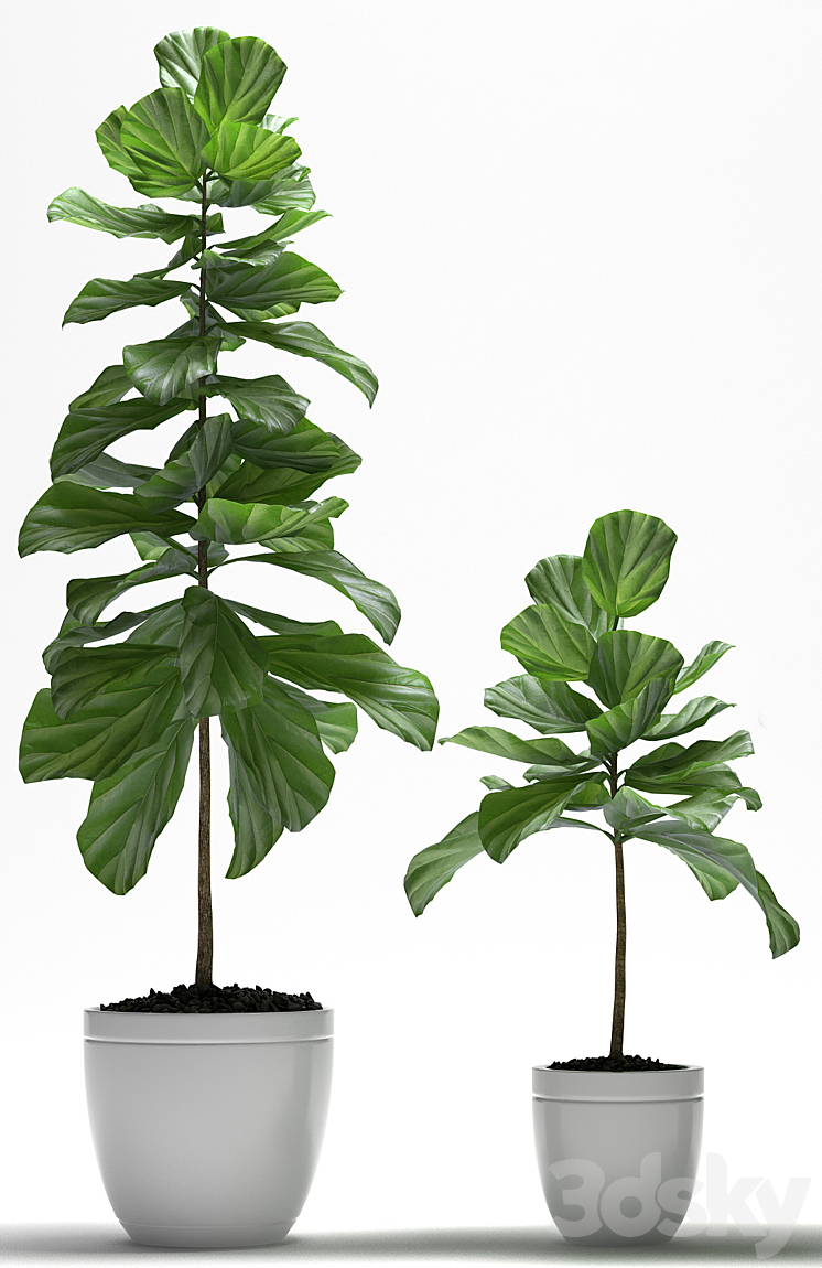 FIG PLANTS 3DS Max - thumbnail 2