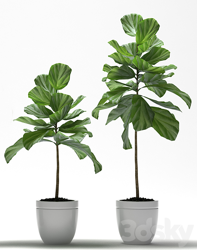 FIG PLANTS 3DSMax File - thumbnail 3