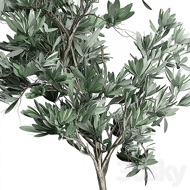 Flower Pack 122 – Olive Tree 3DS Max Model - thumbnail 3