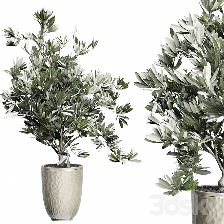 Flower Pack 123 – Olive Tree 3DS Max - thumbnail 1