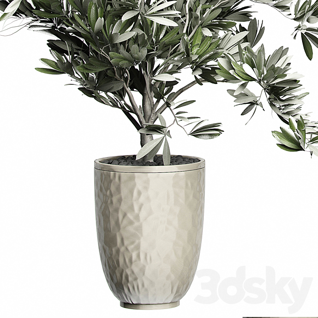 Flower Pack 123 – Olive Tree 3DSMax File - thumbnail 2