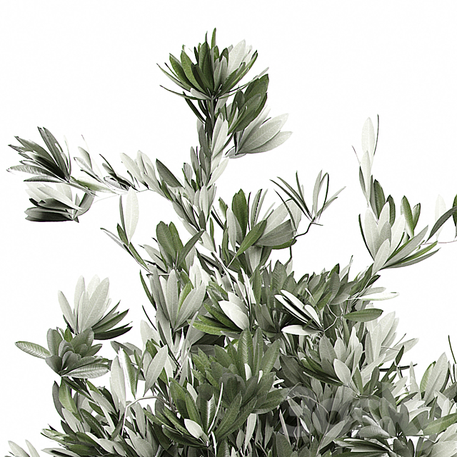 Flower Pack 123 – Olive Tree 3DSMax File - thumbnail 3