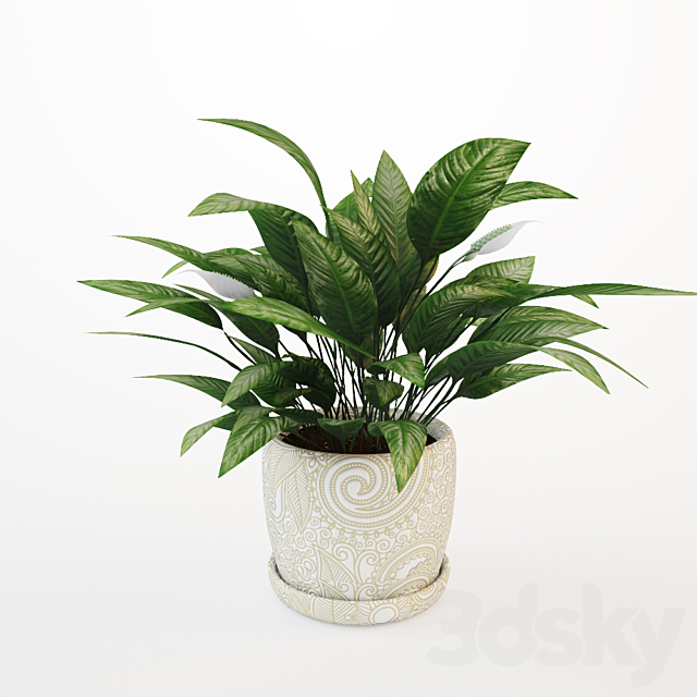 Flower spathiphyllum 3DSMax File - thumbnail 1