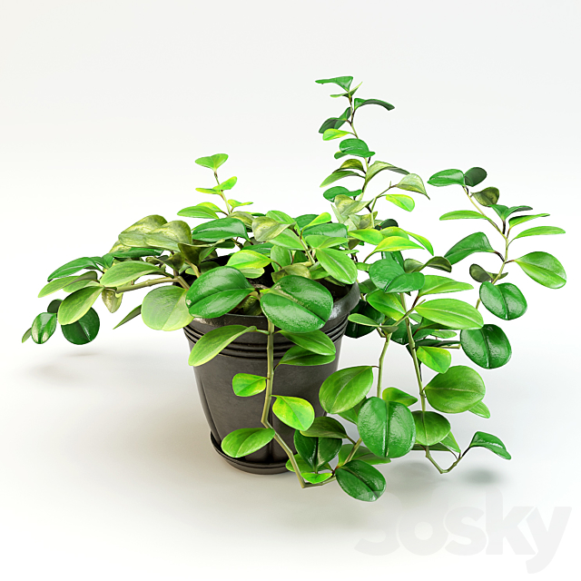 flowerpot peperomiya – Peperomia 3DSMax File - thumbnail 1