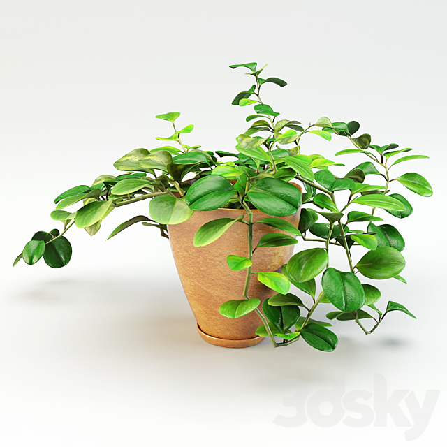 flowerpot peperomiya – Peperomia 3DSMax File - thumbnail 2