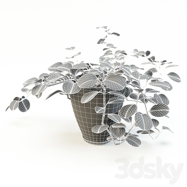 flowerpot peperomiya – Peperomia 3DSMax File - thumbnail 3