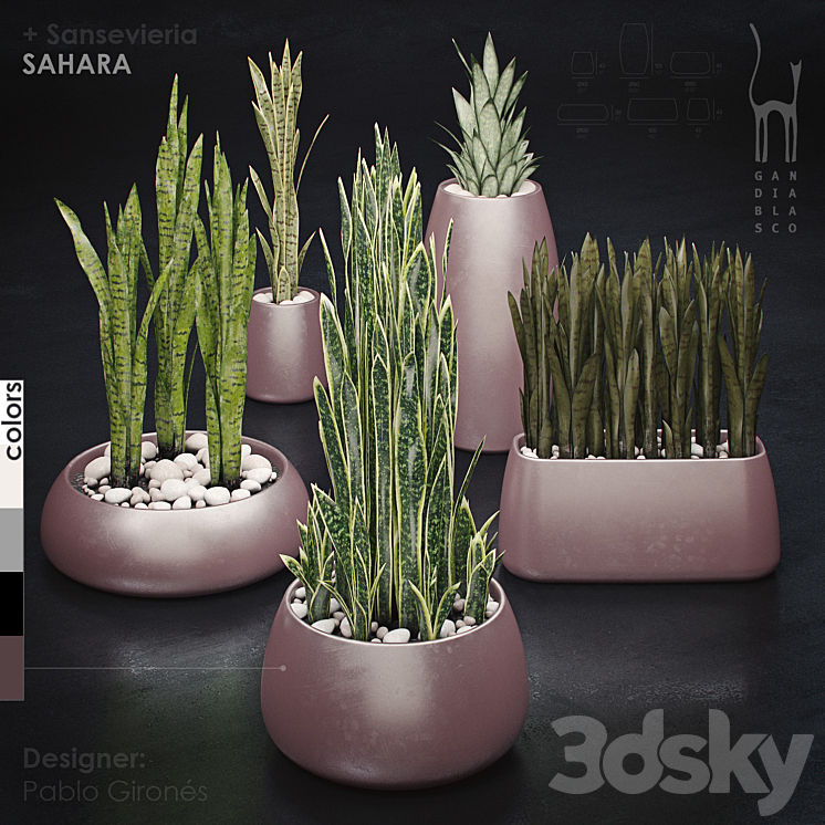 Gandiablasco – SAHARA – Sansevieria 3DS Max - thumbnail 1