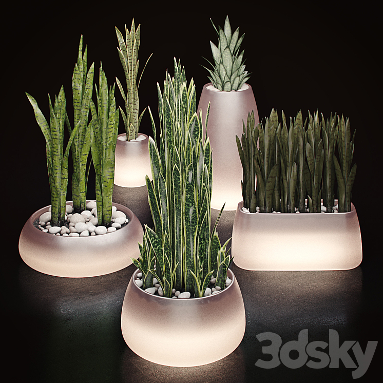 Gandiablasco – SAHARA – Sansevieria 3DS Max - thumbnail 2