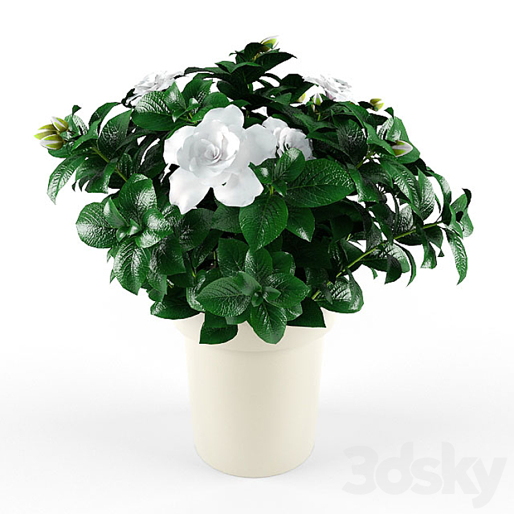 Gardenia_Jasminoides 3DS Max - thumbnail 1